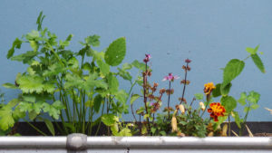 Reusing a gutter to hold plants